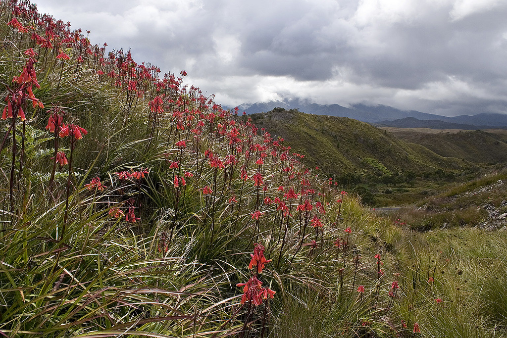 Представитель Семейства Blandfordiaceae